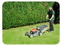 entretien de jardin taille de haie tonte de pelouses cestas pessac biganos nantes carquefou beaugency dampierre en bray